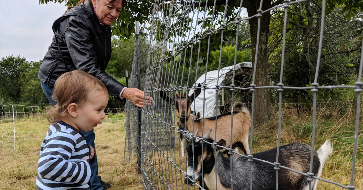 a woman and a toddler visiting with goats