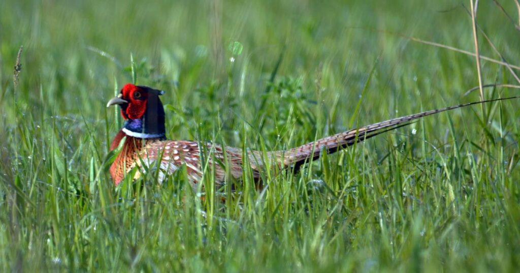 ring necked pheasant in grass