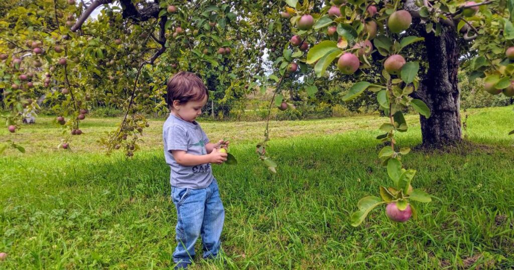 Hicks Orchard Apple Picking 