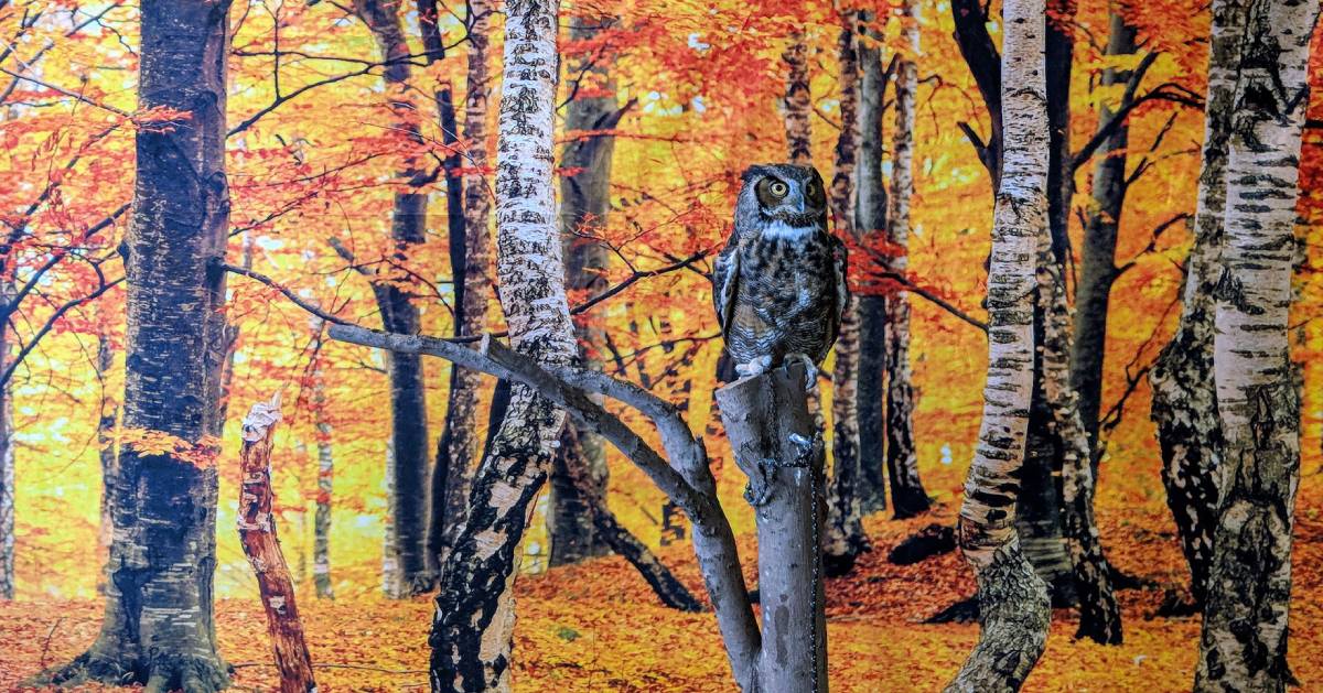 owl near tree backdrop