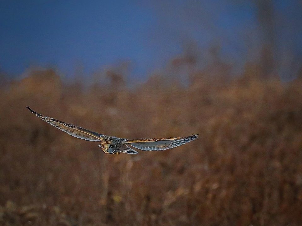 Explore Some of the Best Winter Birding Locations in Upstate NY