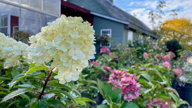 hydrangea-paniculata-bobo-scaled