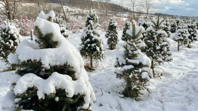 picea-spruce-2-scaled