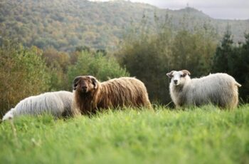 happy sheep at Caer Luna farm