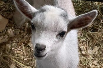 cute baby goat