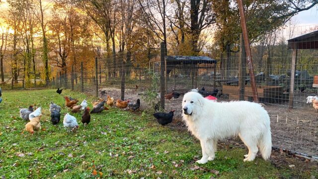 Dove Haven Farm dog