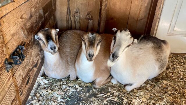 happy goats