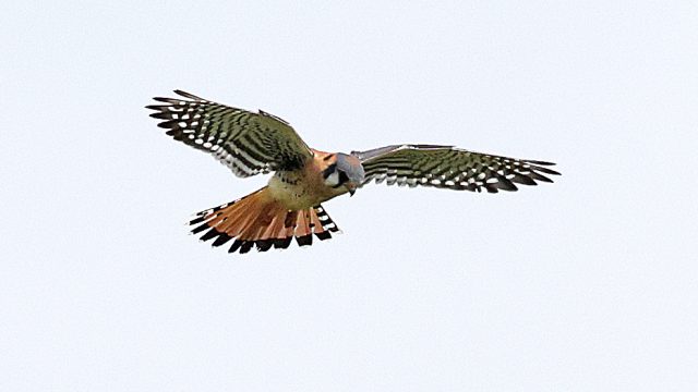 American-Kestrel-050624_4.-GE