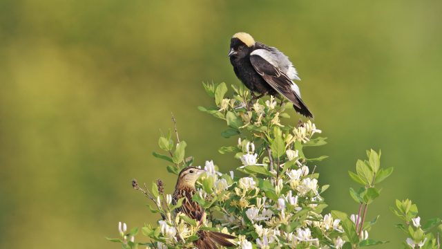 Bobolink-pair-on-Honeysuckle-GE_060314_2