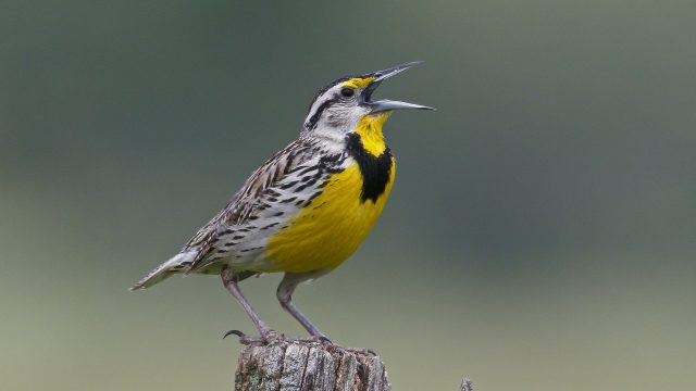 Eastern-Meadowlark-singing_GE_062315_4