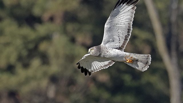 Northern-Harrier-male-Beautiful-Grey-Ghost-By-Gordon-Ellmers