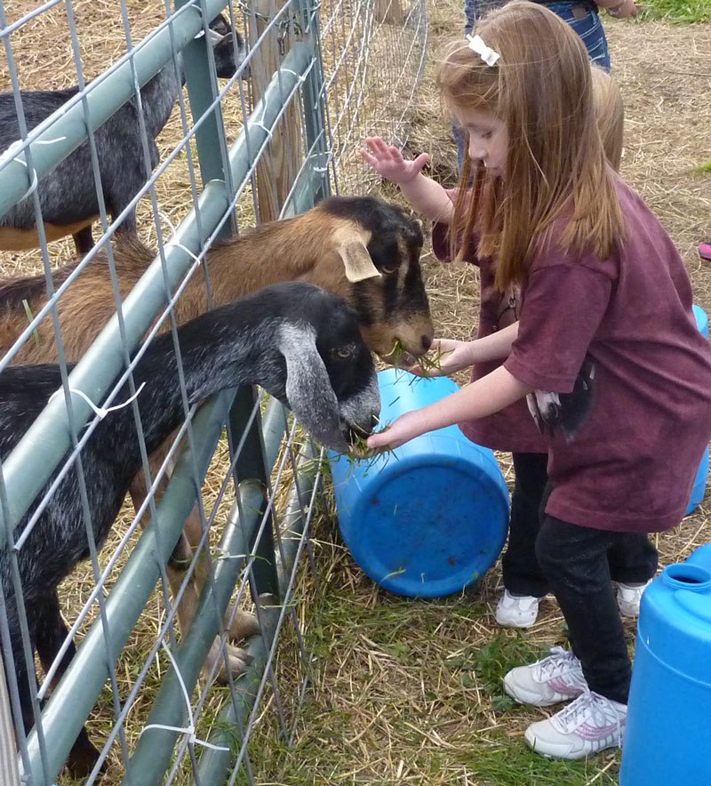 A girl feeding grass to a pair of goats