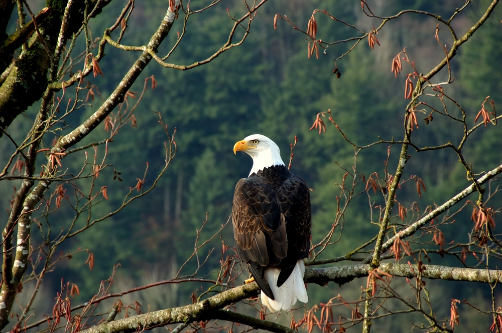 A bold Eagle sitting on a tree branch