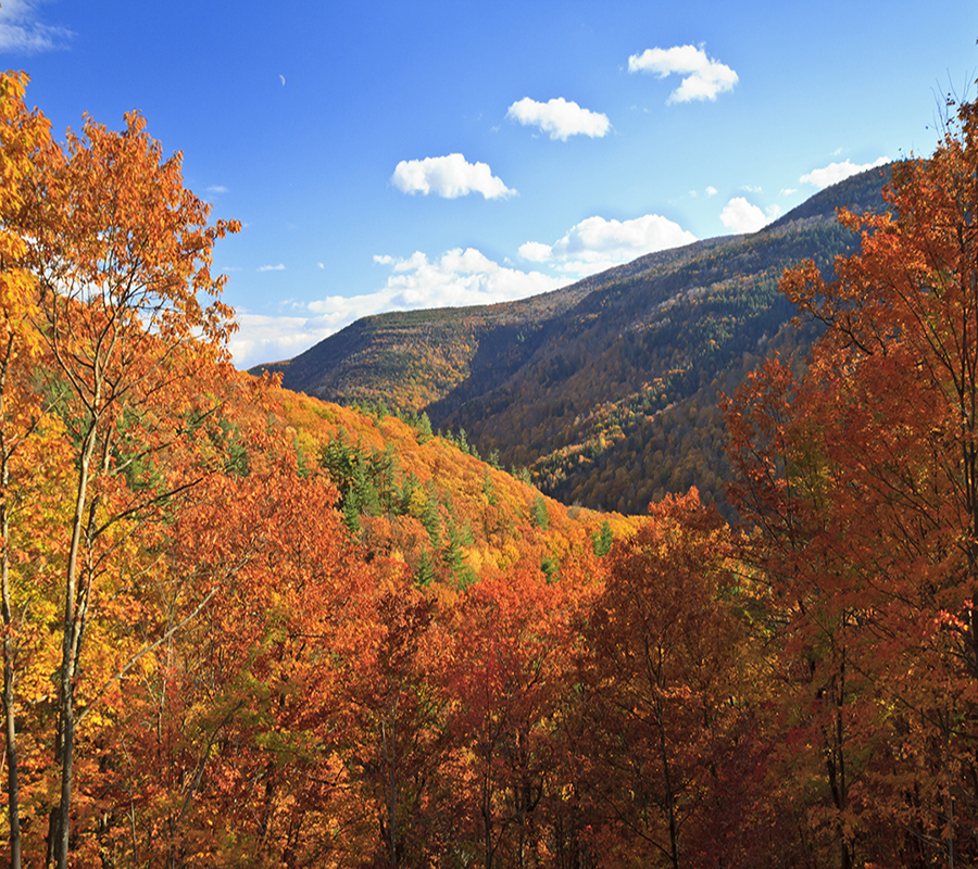 Trees covering all the mountains during a sunny day. The leaves on the trees suggest it is the fall