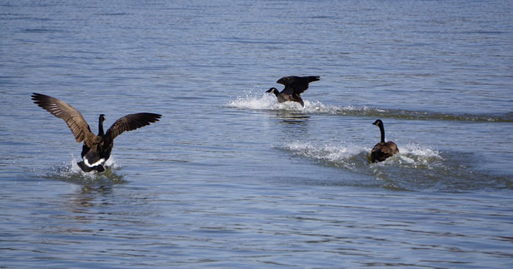 Carters Pond Wildlife Geese