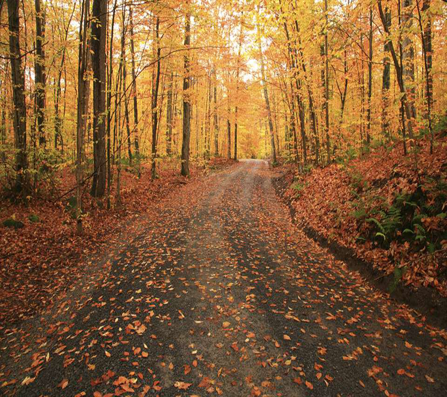 A road covered in leaves surrounded by trees during the fall