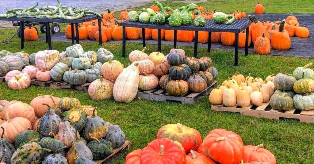 pumpkins and gourds in fall