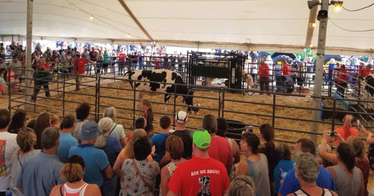 cow exhibit under tent at a county fair