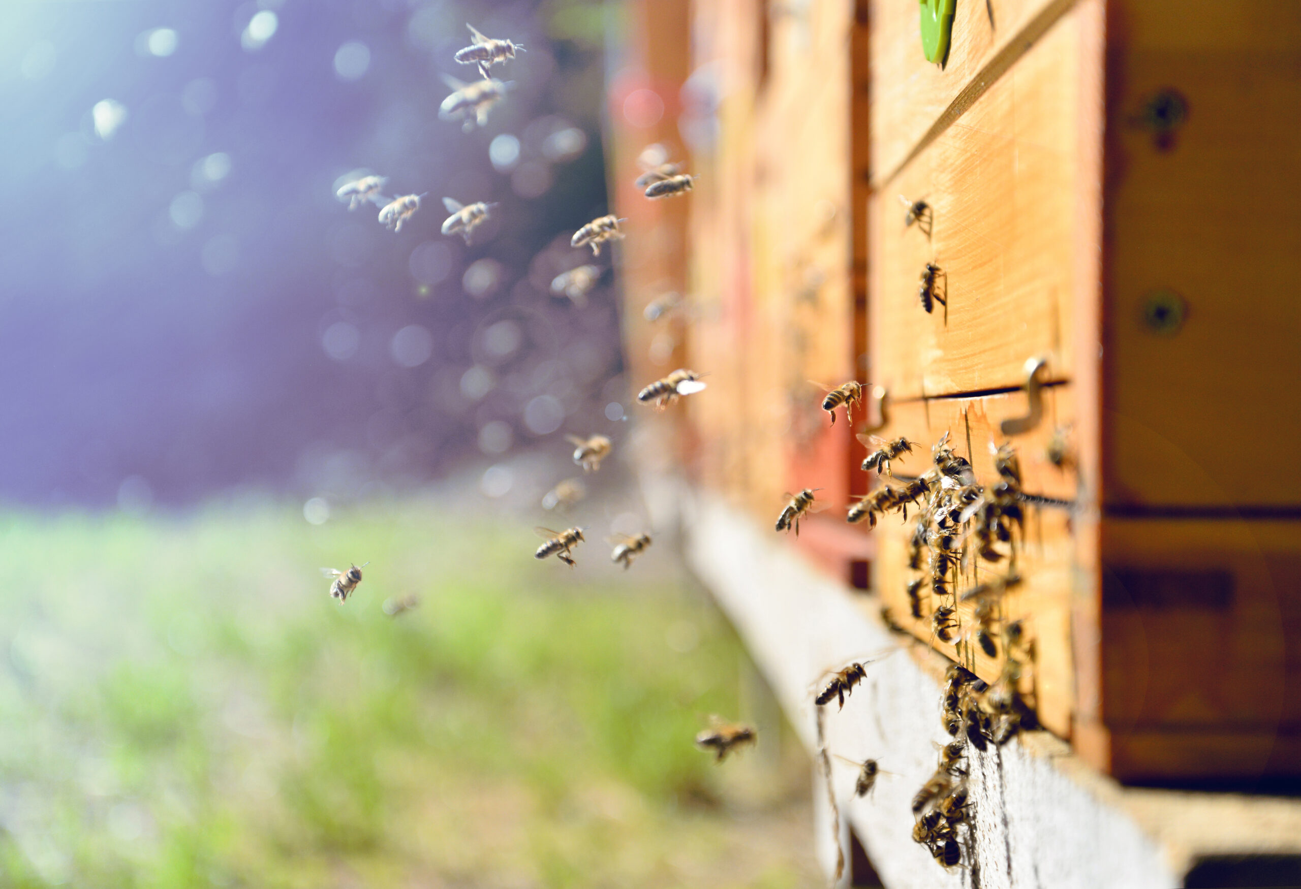 Honey bees are hard-working, wonderful creatures, and beekeeping is an enriching hobby.