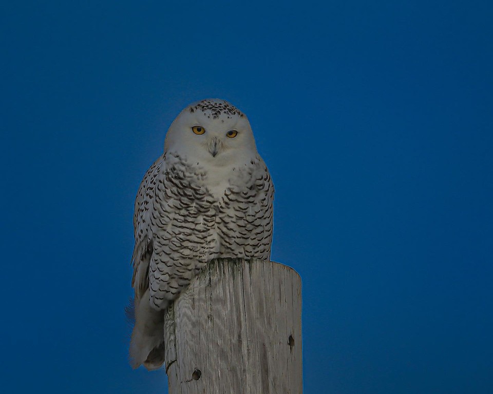 A snowy owl surveils her winter birding location in upstate new york