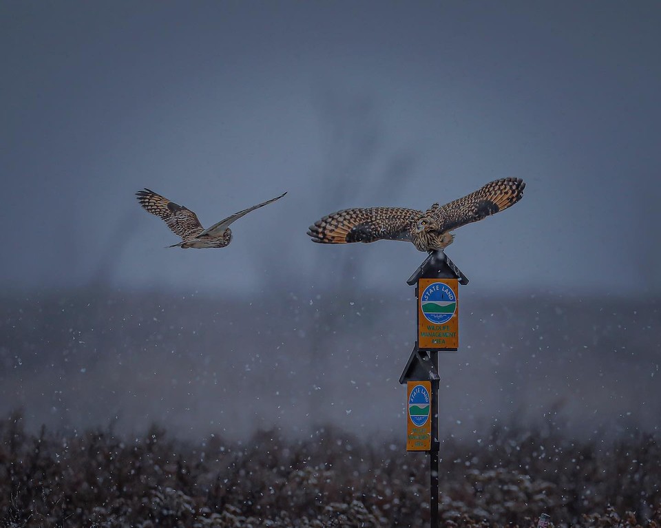 Short-eared Owls have a territorial dispute on a snowy afternoon at the Washington County Grasslands Important Bird Area