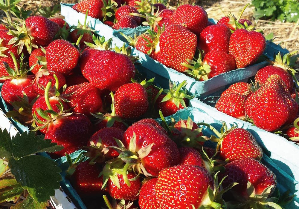 Strawberries from the apple & berry trail