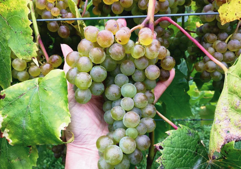 Wine Grape vine from the beverage trail