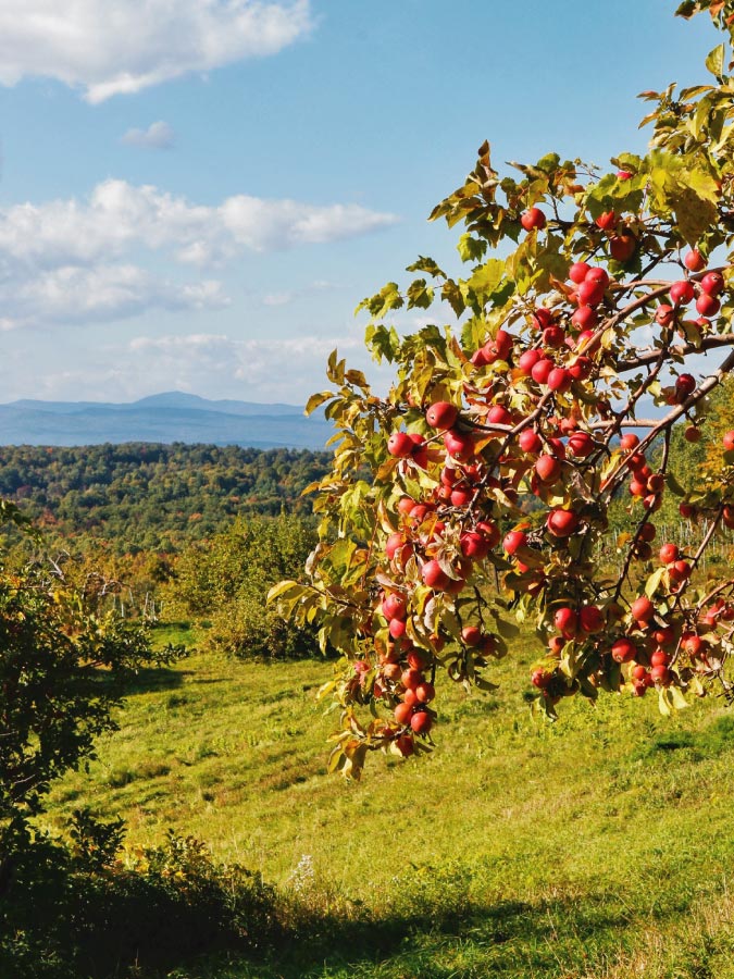 Apple and berry trail