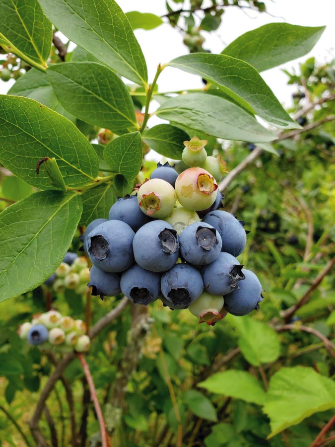 Blueberries on the apple and berry trail