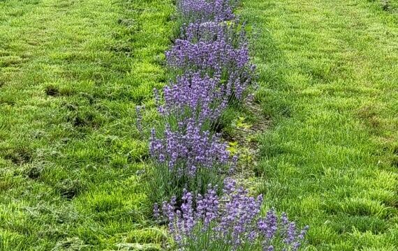 Lavender Field Farm