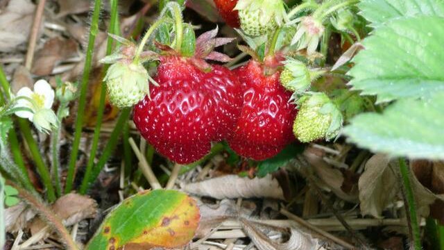 Strawberry Ridge Farm