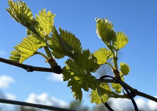 Victory View Vineyard