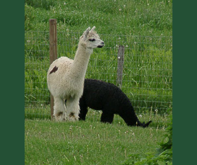 Parkland Alpaca Farm