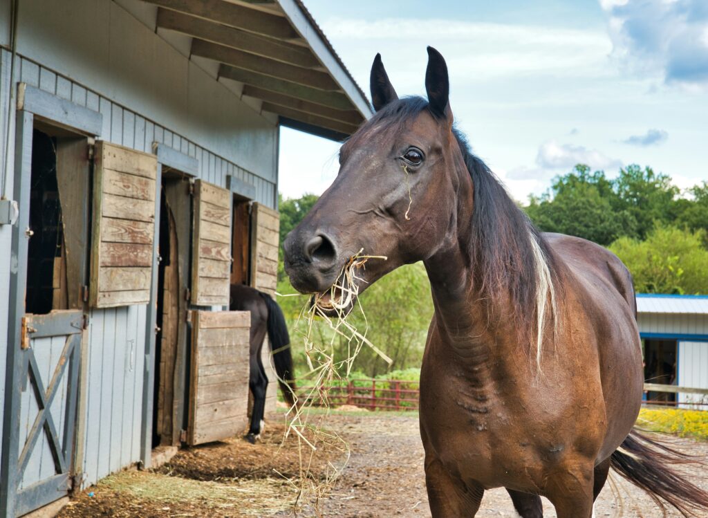 Horse enjoying hay at a boarding stable. Long-term equine tourism.