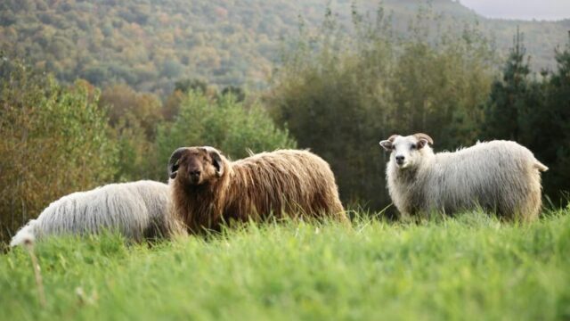 happy sheep at Caer Luna farm