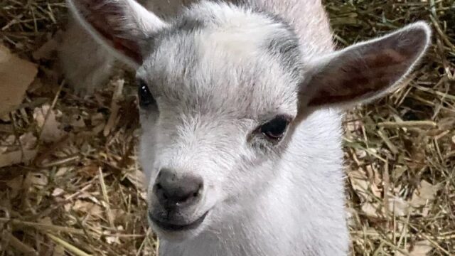 cute baby goat