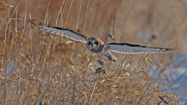 Short-eared-Owl-Flying-Through-Grass-by-Gordon-Ellmers