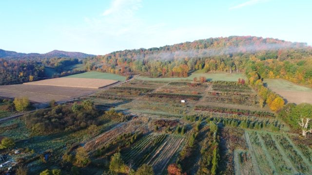tree-field